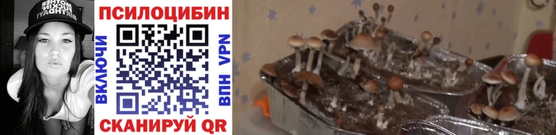 Купить  Пушкино  Псилоцибиновые грибы мухоморы 